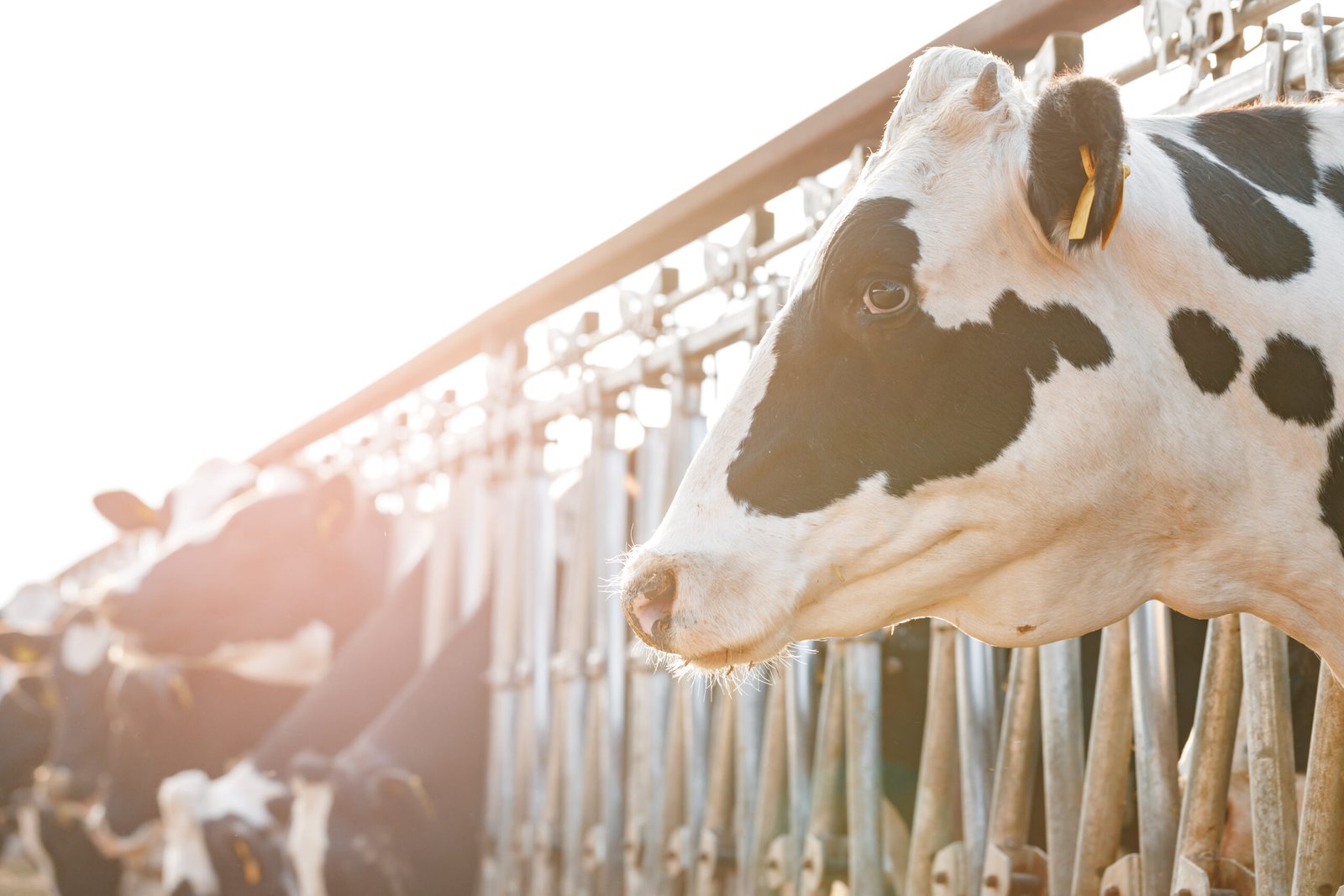 Livestock Sector
