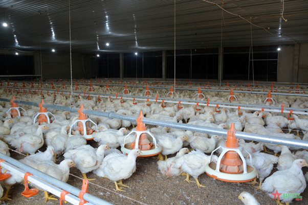 Poultry Sector